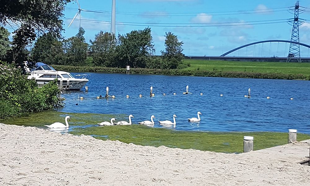 Het strandje met zwanen op het Brielse Meer